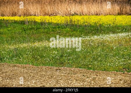 Wiese mit verschiedenen Arten von Landblumen. Abruzzen, italien, europa Stockfoto