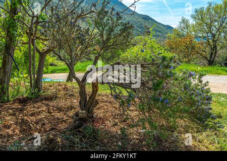 Sehr alte Rosmarinpflanze in Blüte. Abruzzen, Italien, Europa Stockfoto