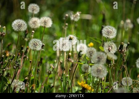 Wiesenlötling oder gewöhnlicher Lötling, Taraxacum officinale. Abruzzen, Italien, Europa Stockfoto