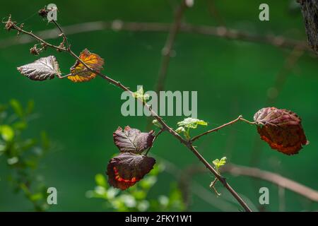 Bramble mit alten braunen Blättern und jungen grünen Zweigen. Abruzzen, Italien, Europa Stockfoto