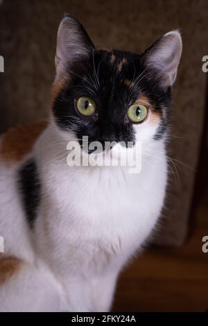 Porträt einer dreifarbigen Katze mit gelben Augen Stockfoto