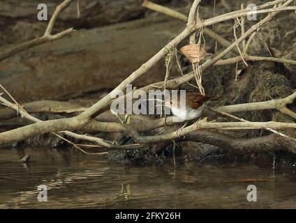 Weißkastanienbabbler (Trichastoma rostratum rostratum) erwachsen auf gefallenen Ast auf dem Flussweg Kambas NP, Sumatra, Indonesien Juni Stockfoto