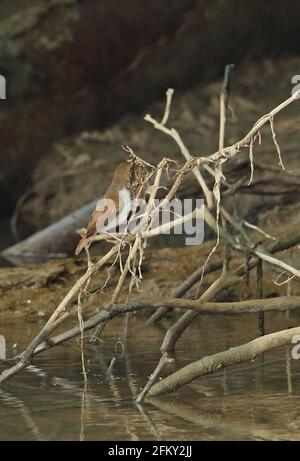 Weißkastler (Trichastoma rostratum rostratum) adult auf gefallener Ast durch Fluss und sammelt Nistmaterial Weg Kambas NP, Sumatra, Indonesien Stockfoto