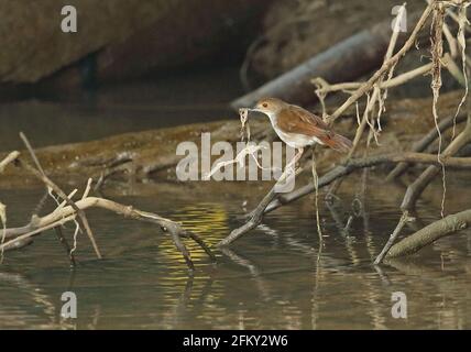 Weißkastler (Trichastoma rostratum rostratum) adult auf gefallener Ast durch Fluss und sammelt Nistmaterial Weg Kambas NP, Sumatra, Indonesien Stockfoto