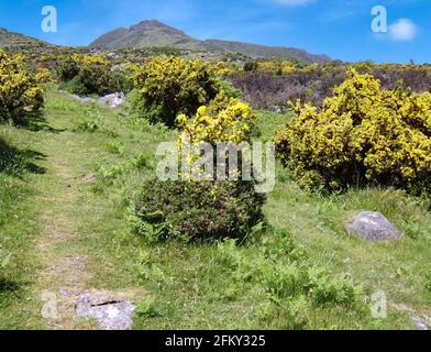 Gelb blühende irische Ginstersträucher an Berghängen. Stockfoto