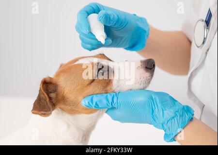 Weibliche Tierärztin tropft ins Auge, um russell Terrier Hund auf weißem Hintergrund Jack. Stockfoto