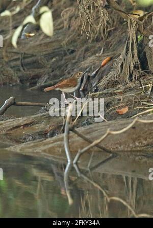 Weißkastanienbabbler (Trichastoma rostratum rostratum) Erwachsener auf gefallener Ast durch Fluss, der Insektenraub frisst, Weg Kambas NP, Sumatra, Indonesien J Stockfoto