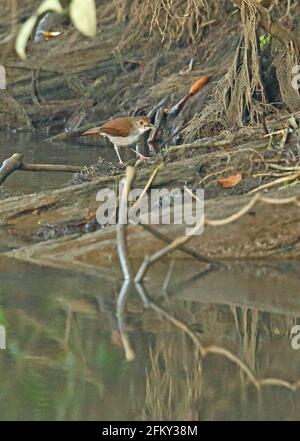 Weißkastanienbabbler (Trichastoma rostratum rostratum) Erwachsener auf gefallener Ast durch Fluss, der Insektenraub frisst, Weg Kambas NP, Sumatra, Indonesien J Stockfoto