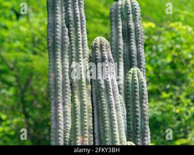 Nahaufnahme der wilden Heilpflanze San Pedro Cactus Vilcabamba, Ecuador. Stockfoto