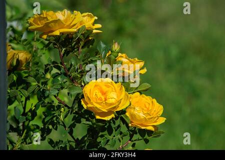 Blüten eines persischen gelben Rose in der verschwommenen Natur Hintergrund Stockfoto