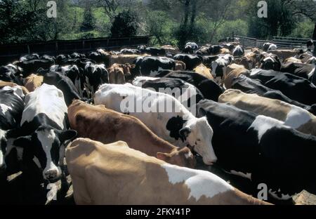Cairy Cows, die in den Stall getrieben werden, Großbritannien Stockfoto