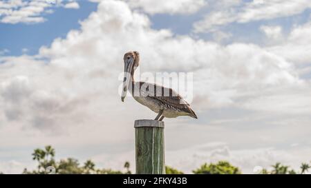 Ein brauner Pelikan, der auf einem Holzhaufen sitzt Stockfoto