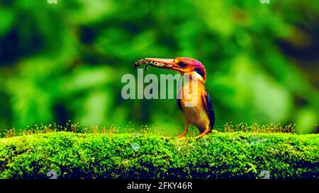 Orientalischer ZwergEisvögel mit Gecko töten im Schnabel, Ceyx erithaca Mumbai, Maharashtra, Indien Stockfoto