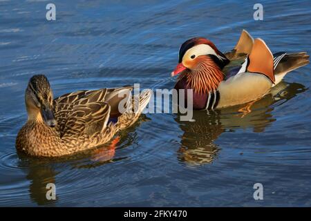 Haltern, NRW, Deutschland. Mai 2021. Herr und Frau Quack. Eine männliche Mandarinente (Aix galericulata) und Stockardhuhn (Anas platyrhynchos) kümmern sich geduldig um 12 Entchen. Sie wurden mehrere Tage lang bei der Suche nach einer lebendigen Brut von 12 Entchen beobachtet, aber es ist unklar, ob die Mandarine die Entlein gezeugt oder die Brut adoptiert hat. I Credit: Imageplotter/Alamy Live News Stockfoto