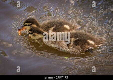 Haltern, NRW, Deutschland. Mai 2021. Alle Enten haben die jüngsten Stürme überlebt und jagen glücklich nach Semmelbröseln. Eine männliche Mandarinente (Aix galericulata) und Stockardhuhn (Anas platyrhynchos) kümmern sich geduldig um 12 Entchen. Sie wurden mehrere Tage lang bei der Suche nach einer lebendigen Brut von 12 Enten beobachtet, aber es ist unklar, ob die Mandarine die Enten gezeugt oder die Brut adoptiert hat. I Credit: Imageplotter/Alamy Live News Stockfoto