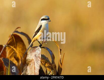 Langschwanzwürger, Lanius schach, Bandhavgarh-Nationalpark, Madhya Pradesh, Indien Stockfoto