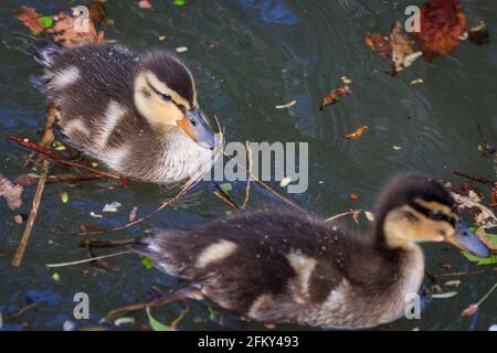 Haltern, NRW, Deutschland. Mai 2021. Alle Enten haben die jüngsten Stürme überlebt und jagen glücklich nach Semmelbröseln. Eine männliche Mandarinente (Aix galericulata) und Stockardhuhn (Anas platyrhynchos) kümmern sich geduldig um 12 Entchen. Sie wurden mehrere Tage lang bei der Suche nach einer lebendigen Brut von 12 Enten beobachtet, aber es ist unklar, ob die Mandarine die Enten gezeugt oder die Brut adoptiert hat. I Credit: Imageplotter/Alamy Live News Stockfoto