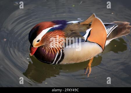 Haltern, NRW, Deutschland, 04. Mai 2021. Die Mandarinente hält die Brut geduldig zusammen und verteidigt sie sogar gegen Schwäne und andere aggressive Vögel. Eine männliche Mandarinente (Aix galericulata) und Stockardhuhn (Anas platyrhynchos) kümmern sich geduldig um 12 Entchen. Sie wurden mehrere Tage lang bei der Suche nach einer lebendigen Brut von 12 Entchen beobachtet, aber es ist unklar, ob die Mandarine die Entlein gezeugt oder die Brut adoptiert hat. I Credit: Imageplotter/Alamy Live News Stockfoto