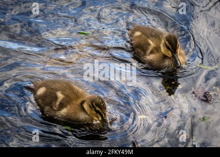 Haltern, NRW, Deutschland. Mai 2021. Alle Enten haben die jüngsten Stürme überlebt und jagen glücklich nach Semmelbröseln. Eine männliche Mandarinente (Aix galericulata) und Stockardhuhn (Anas platyrhynchos) kümmern sich geduldig um 12 Entchen. Sie wurden mehrere Tage lang bei der Suche nach einer lebendigen Brut von 12 Enten beobachtet, aber es ist unklar, ob die Mandarine die Enten gezeugt oder die Brut adoptiert hat. I Credit: Imageplotter/Alamy Live News Stockfoto