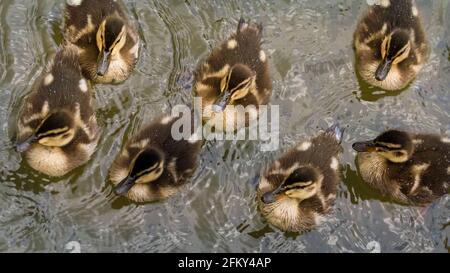 Haltern, NRW, Deutschland. Mai 2021. Alle Enten haben die jüngsten Stürme überlebt und jagen glücklich nach Semmelbröseln. Eine männliche Mandarinente (Aix galericulata) und Stockardhuhn (Anas platyrhynchos) kümmern sich geduldig um 12 Entchen. Sie wurden mehrere Tage lang bei der Suche nach einer lebendigen Brut von 12 Enten beobachtet, aber es ist unklar, ob die Mandarine die Enten gezeugt oder die Brut adoptiert hat. I Credit: Imageplotter/Alamy Live News Stockfoto