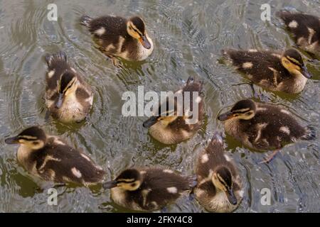 Haltern, NRW, Deutschland. Mai 2021. Alle Enten haben die jüngsten Stürme überlebt und jagen glücklich nach Semmelbröseln. Eine männliche Mandarinente (Aix galericulata) und Stockardhuhn (Anas platyrhynchos) kümmern sich geduldig um 12 Entchen. Sie wurden mehrere Tage lang bei der Suche nach einer lebendigen Brut von 12 Enten beobachtet, aber es ist unklar, ob die Mandarine die Enten gezeugt oder die Brut adoptiert hat. I Credit: Imageplotter/Alamy Live News Stockfoto