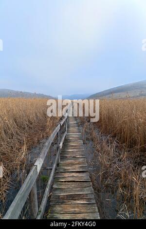 Holzbrücke in das Sumpfland; dies ist ein geschütztes Naturgebiet, das sic Sumpf genannt wird, in Siebenbürgen