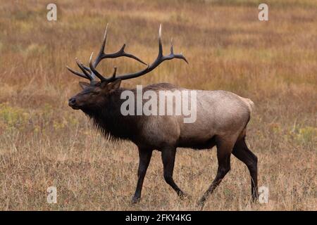 Rocky Mountain Elk Bull, Cervus canadensis, trophgroß, Rocky Mountain National Park, Colorado, Brunftzeit Stockfoto