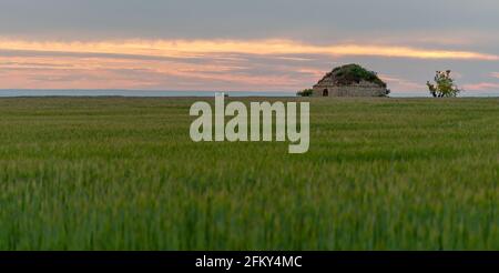 Panoramablick auf ein Getreidefeld bei Sonnenuntergang mit Eine alte Steinhütte Stockfoto