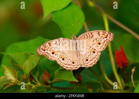 Grey Pansy, Junonia atlies Schmetterling in Südasien gefunden. Mumbai, Maharashtra, Indien Stockfoto