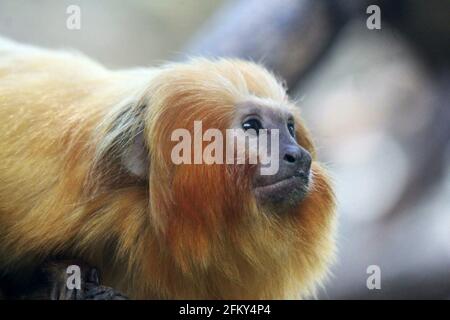 Goldlöwen Tamarin, Leontopithecus rosalia auch bekannt als das goldene Marmorset. Heimisch in den Küstenwäldern Brasiliens. Gefährdete Arten Stockfoto