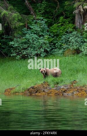 Kodiak Brown Bear ernährt sich von Küstengras, Ursus middorfii, Misty Fjords National Monument, Inside Passage, Alaska Stockfoto