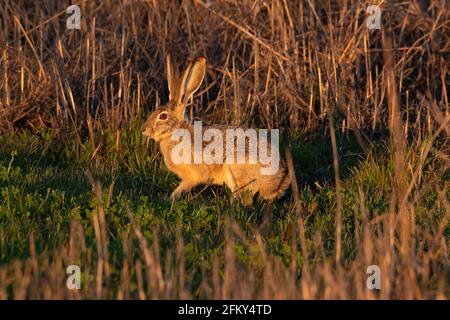 Schwarzschwanz-Jackrabbit, Lepus Calfornicus, lange Ohren, Hase, San Joaquin Valley, Merced National Wildlife Refuge, Merced County, Kalifornien Stockfoto