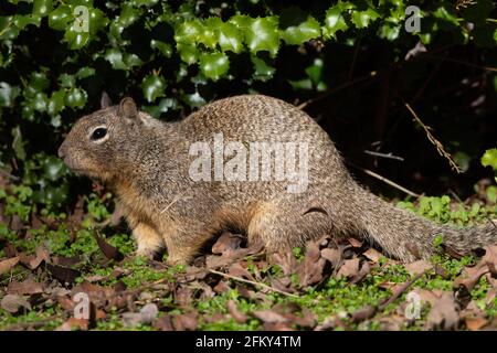 California Ground Squirrel, Citellus beecheyi, kolonial, destruktiv, San Joaquin Valley, Merced County, Kalifornien Stockfoto