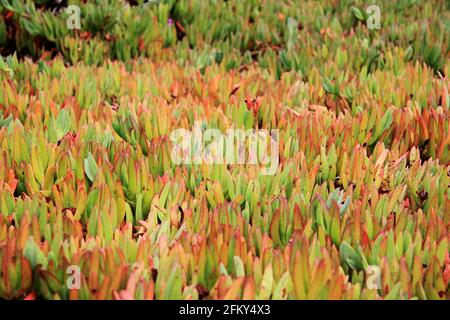 Makro der Eispflanze, Carpobrotus edulis an der Küste Stockfoto