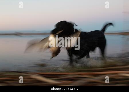 Black Labrador holt Ente im Morgengrauen, privaten Entenjagdclub, Poinsett County, Arkansas Stockfoto
