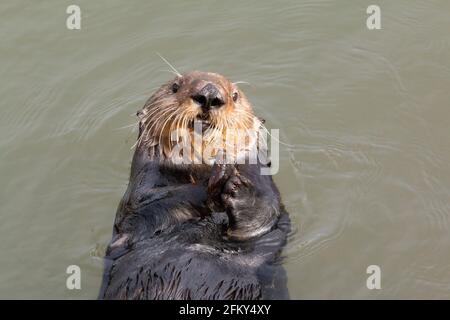 Sea Otter, Enhydras lutris, Muschel auf der Brust, Moss Landing Hafen, Monterey Bay, Monterey County, Kalifornien Stockfoto