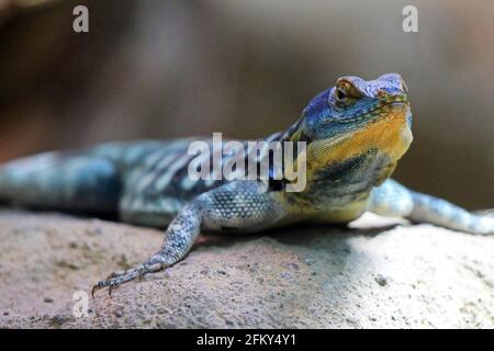 Baja Blue Rock Lizard, Petrosaurus thalassinus eine Art großer, taglicher Phrynosomatideidechse, USA Stockfoto