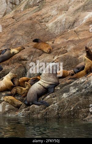 Steller Seelöwenmännchen und Harem, Eumetopias jubata, Mittagstrag, Pazifischer Ozean, Tracy Arm, In Passage, Alaska, in der Nähe von bedrohten Meeressäugern, Stockfoto