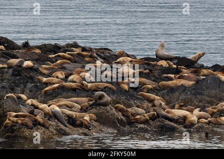 Steller Seelöwenherde, Eumetopias jubata, Ausziehen auf felsiger Insel, Pazifischer Ozean, Tracy Arm, Inside Passage, Alaska, Fast bedrohte Meeressäuger Stockfoto