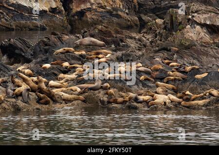 Steller Seelöwenherde am felsigen Auszugsort, Eumetopias jubata, Tracy Arm, Inside Passage, Alaska, Polygam, gesellig Stockfoto