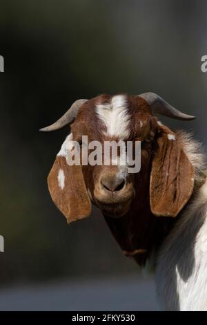 Boer Goat, Capra aegagrus hircus, San Joaquin Valley, Stanislaus County, Kalifornien Stockfoto