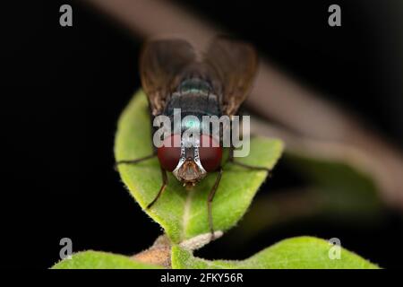 Gesicht der Blauen Flaschenfliege, Calliphora vomitoria, Satara, Maharashtra, Indien Stockfoto