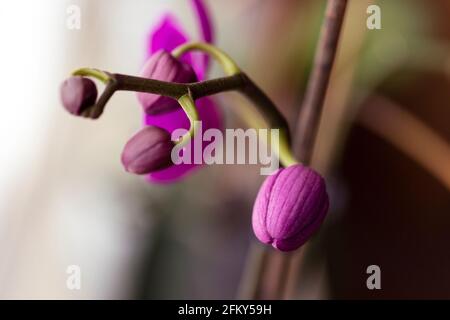 Ein Nahaufnahme-Porträt der geschlossenen violetten Blütenknospen Einer Mottenorchidee oder einer an einem hängenden phaenopsis Zweig der orchidaceae-Pflanze im Wohnzimmer Stockfoto