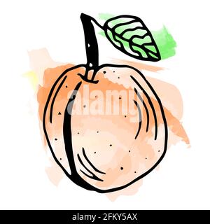 Imitation von Aquarellfarbe. Helle und saftige Aprikosen-Illustration, auf weißem Hintergrund. Stock Vektor