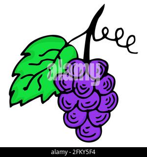 Helle und saftige Darstellung der Trauben auf weißem Hintergrund. Stock Vektor