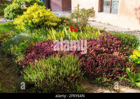 Heidekraut Calluna vulgaris blüht im Vorgarten im Frühjahr, Sopron, Ungarn Stockfoto