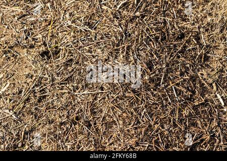 Ameisennest von roten Waldameisen (auch bekannt als südliche Waldameisen oder Pferdeameisen) Formica rufa im Wald, Draufsicht, Soproni-hegyseg, Sopron, Ungarn Stockfoto