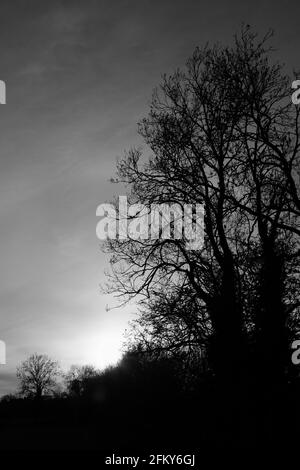 Frühlingsbäume, die gegen die Abendsonne silhoutted wurden, Black and White, April 2021, Redditch, Großbritannien Stockfoto