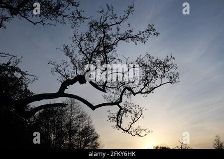 Frühlingsbäume, die gegen die Abendsonne silhoutiert wurden, 2021. April, Redditch, Großbritannien Stockfoto