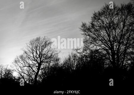 Frühlingsbäume, die gegen die Abendsonne silhoutted wurden, Black and White, April 2021, Redditch, Großbritannien Stockfoto